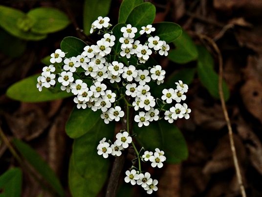 {Euphorbia corollata}